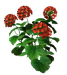 Цветы в PNG